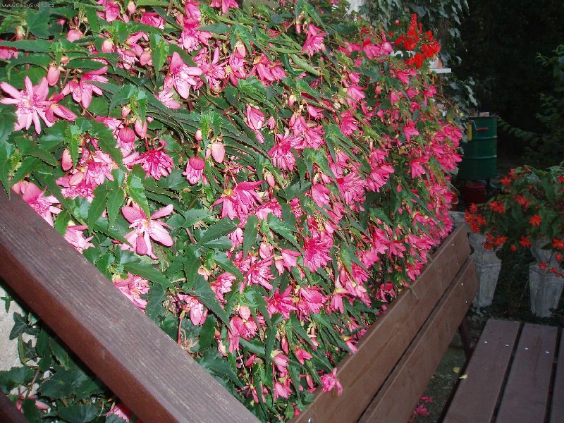 Foto: begonie p�evisl�-Pros�m o radu, nemohu nikde sehnat tento druh begonie, bohu�el nezn�m ani p