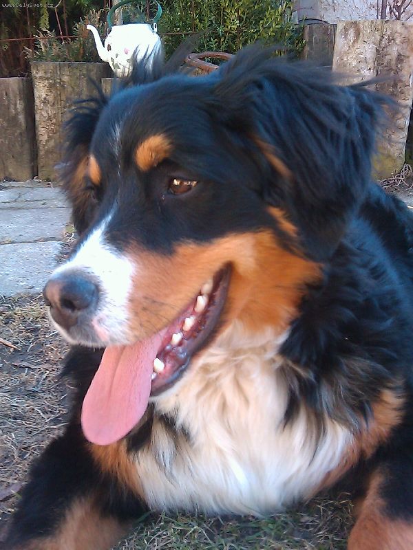 Foto: -Dobr� den, m�m  m�s��n� fenku, kter� u�  dnem h�r�, je to norm�ln� u ta