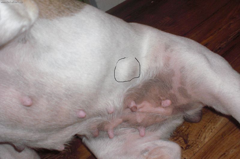 Foto: Tukov� n�dor-To je ten n�dorek je celkem velk�, prominte za kvalitu fota nejde to moc do