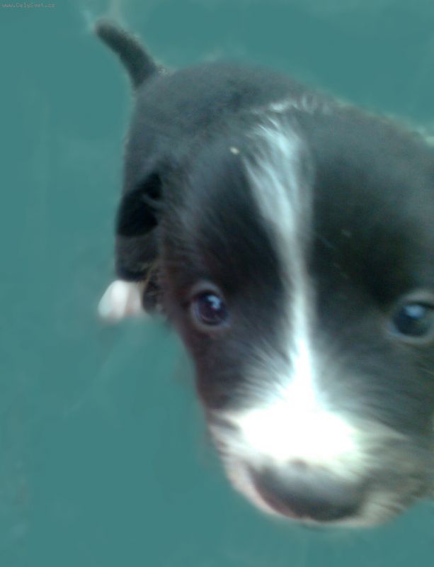 Foto: Border Kolie-Ahoj, m�m dotaz, nem��u p�ij�t na to jak m�m pejska (�t�n�) nau�it tancov�n