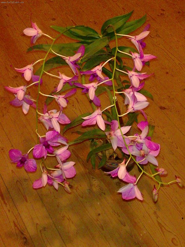 Foto: -Dend.phal.kvitne aj na star�ej pahluze