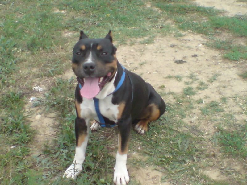 Foto: Zbarven� staforda (t��slov�)-Ahoj lidi�ky,
zamluvila jsem si �t���tko staforda, kter� m� neobvyklou bar