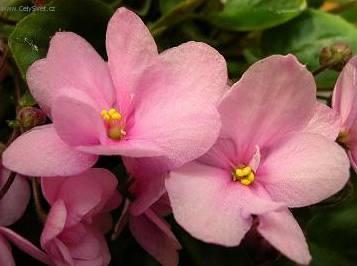 Foto: Africk� fialka