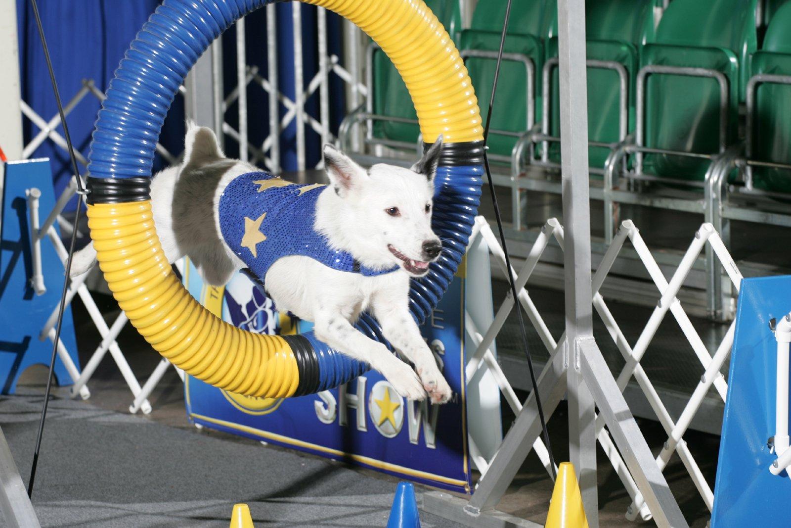 Fotky: Agility, ��d agility �esk� Republiky (foto, obrazky)
