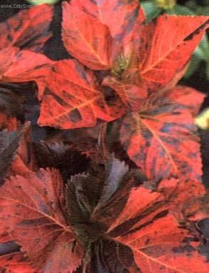 Foto: Akalyfa, Palnice