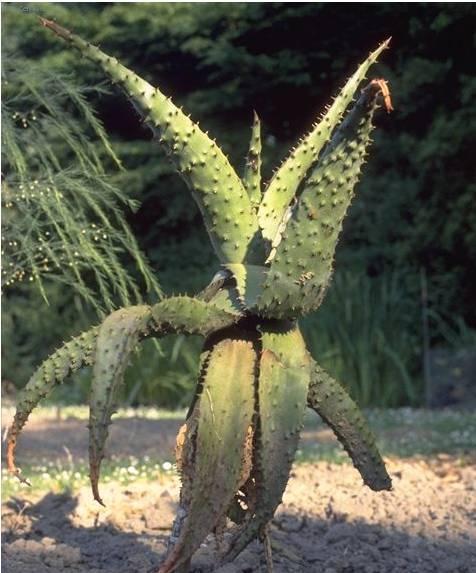 Foto: Aloe vera