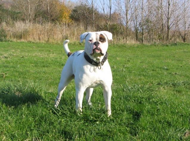 Fotky: Americk� bulldog (foto, obrazky)