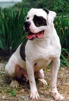 Fotky: Americk� bulldog (foto, obrazky)
