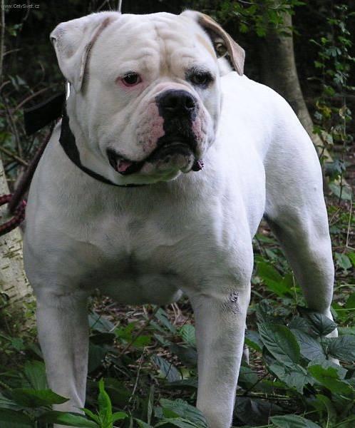 Fotky: Americk� bulldog (foto, obrazky)