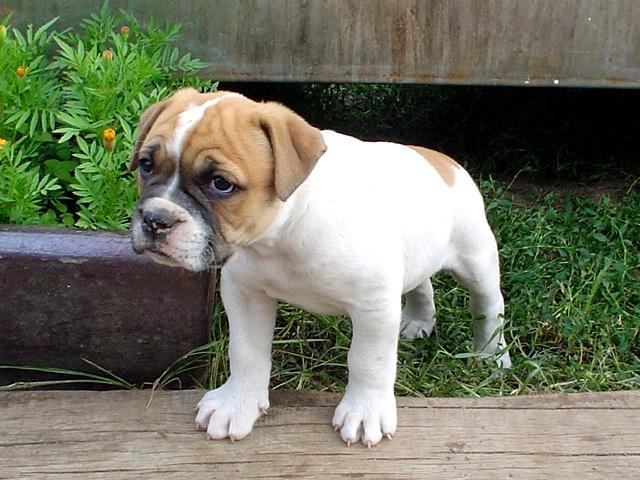 Fotky: Americk� bulldog (foto, obrazky)