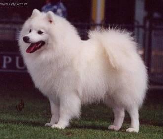 Foto: Americk� eskym�ck� pes