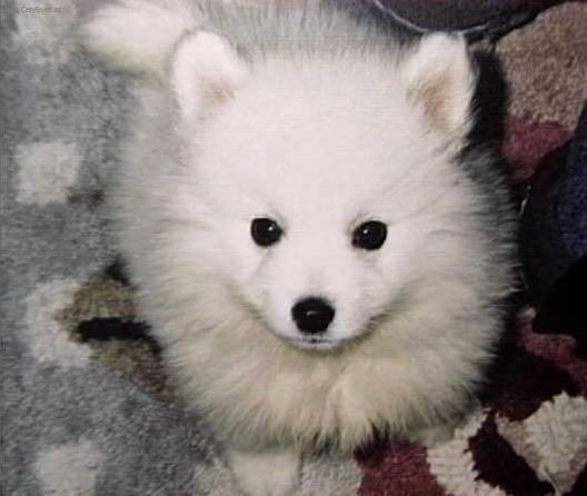 Foto: Americk� eskym�ck� pes