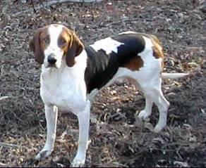 Foto: Americk� foxhound