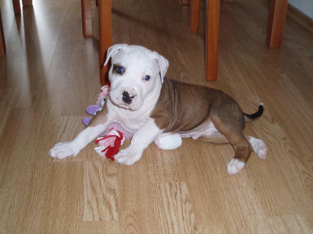 Fotky: Americk� pitbull teri�r (foto, obrazky)