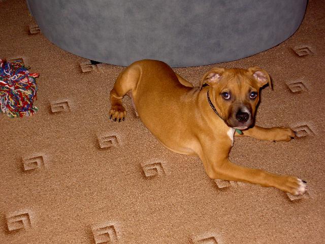 Fotky: Americk� staford�irsk� terier (foto, obrazky)