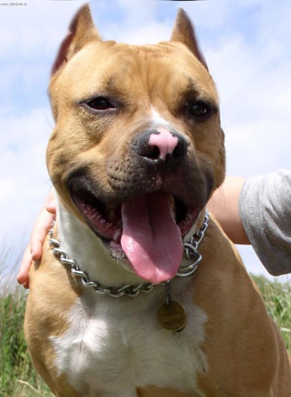 Fotky: Americk� staford�irsk� terier (foto, obrazky)