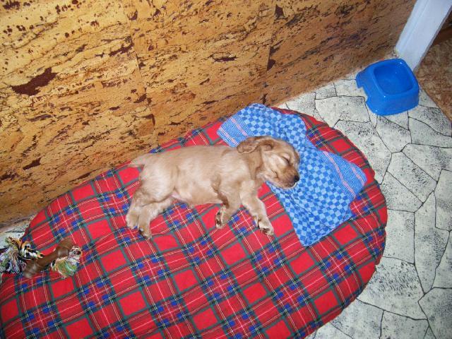 Fotky: Anglick� kokr�pan�l (foto, obrazky)