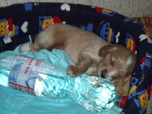 Fotky: Anglick� kokr�pan�l (foto, obrazky)