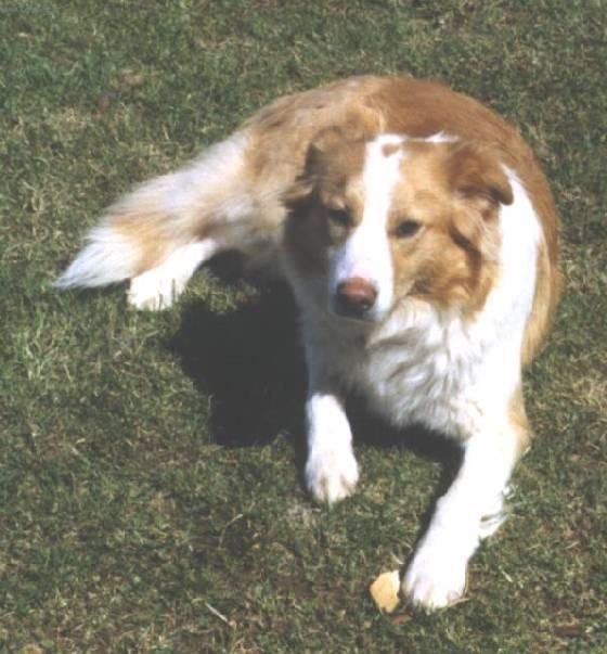 Fotky: Anglick� ov��ck� pes (foto, obrazky)