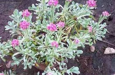 Fotky: Koci�nek dvoudom� (foto, obrazky)