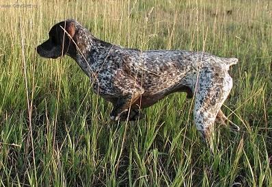 Foto: Are�sk� brak