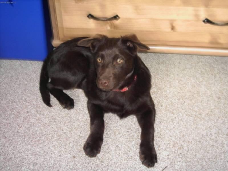 Fotky: Australsk� kelpie (foto, obrazky)