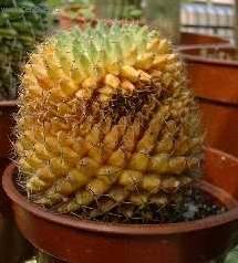 Fotky: Bakteri�ln� onemocn�n� (foto, obrazky)