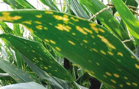 Foto: Bakteri�ln� onemocn�n�-Skvrnitost