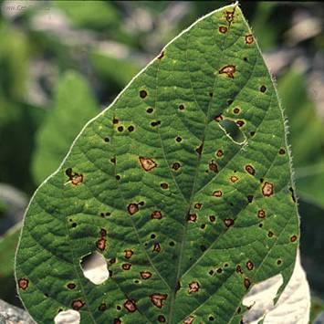 Foto: Bakteri�ln� onemocn�n�-Skvrnitost 2