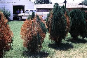 Fotky: Bakteri�ln� onemocn�n� (foto, obrazky)