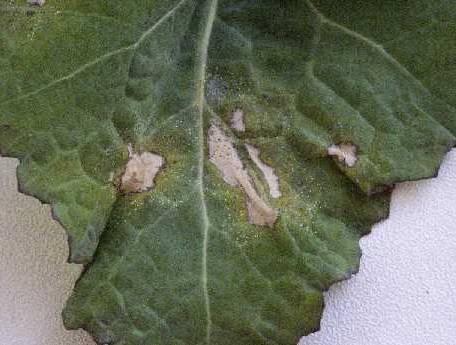 Foto: Bakteri�ln� onemocn�n�-Rakovina list� 2