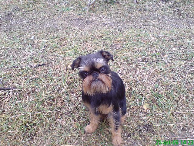 Fotky: Belgick� grifonek (foto, obrazky)