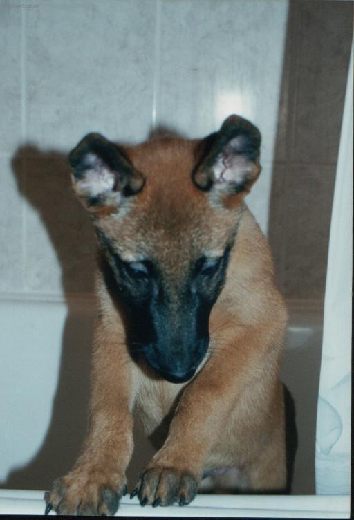 Fotky: Belgick� ov��k - Malinois (foto, obrazky)