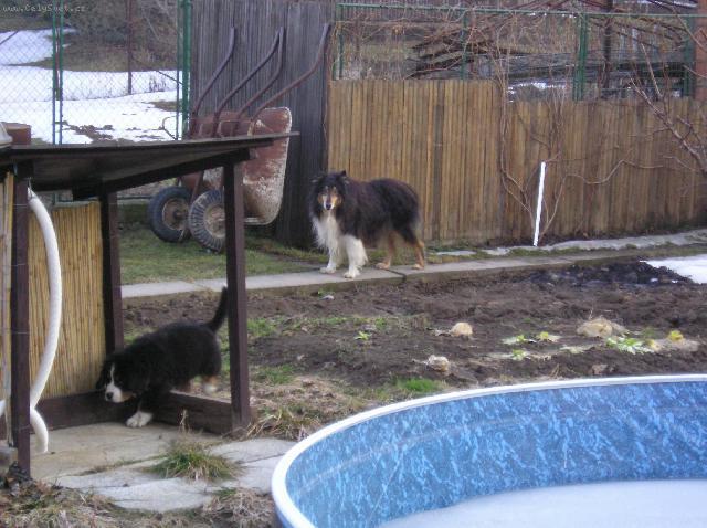 Fotky: Bernsk� sala�nick� pes (foto, obrazky)