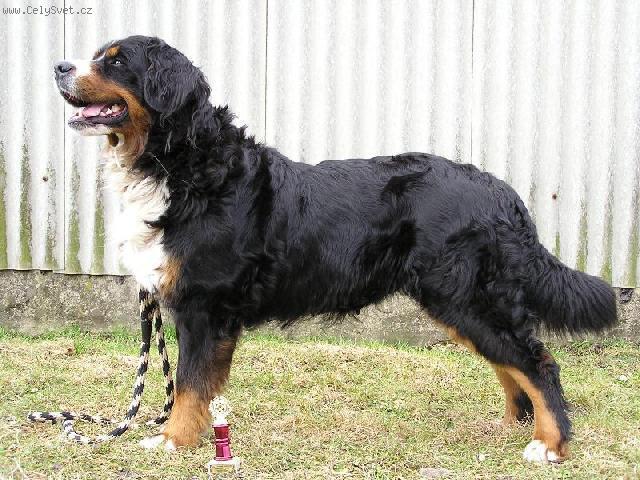 Fotky: Bernsk� sala�nick� pes (foto, obrazky)