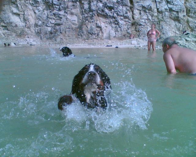 Fotky: Bernsk� sala�nick� pes (foto, obrazky)