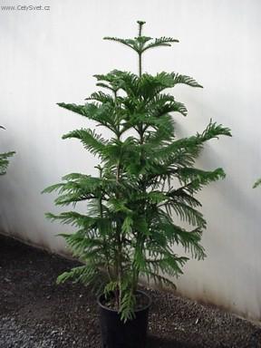 Foto: Blaho�et ztepil�, Arauk�rie