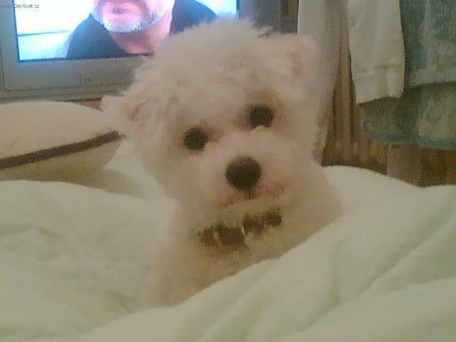 Foto: Bolo�sk� ps�k-Any. Majitel: Simonky@seznam.cz