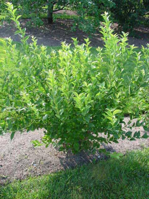 Fotky: Bor�v�� (foto, obrazky)