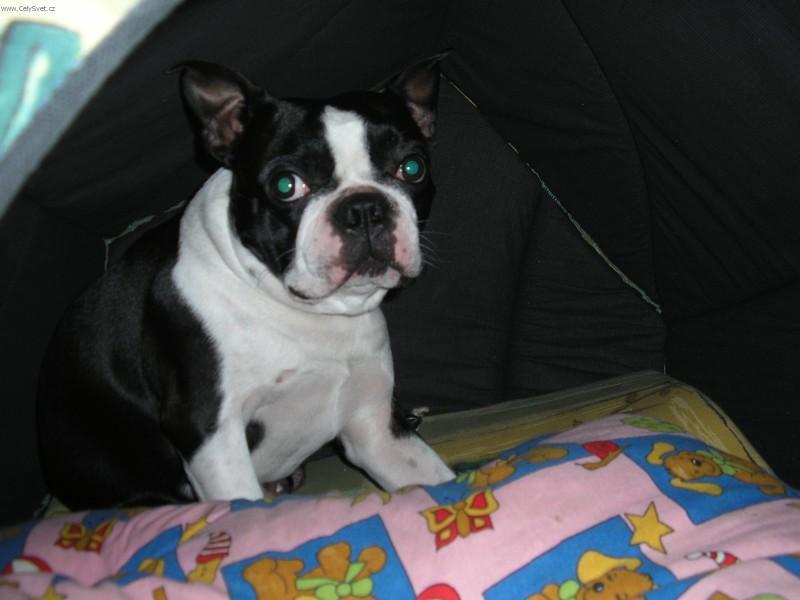 Fotky: Bostonsk� teri�r (foto, obrazky)