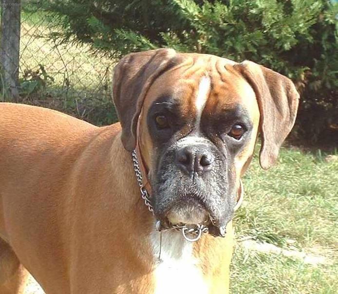 Fotky: N�meck� boxer (foto, obrazky)