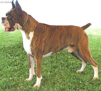 Foto: N�meck� boxer