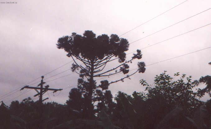 Foto: Braz�lie-borovice