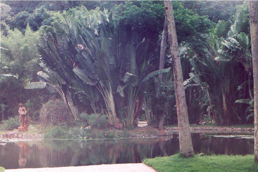 Foto: Braz�lie-botanick� zahrada