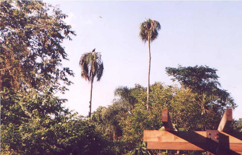 Foto: Braz�lie-palmy