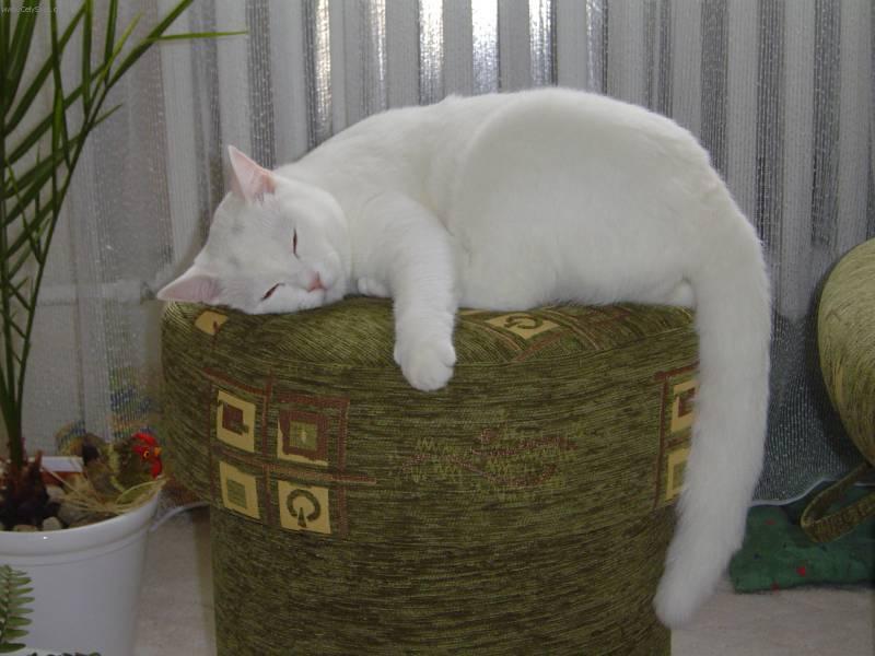 Fotky: Britsk� kr�tkosrst� ko�ka (foto, obrazky)