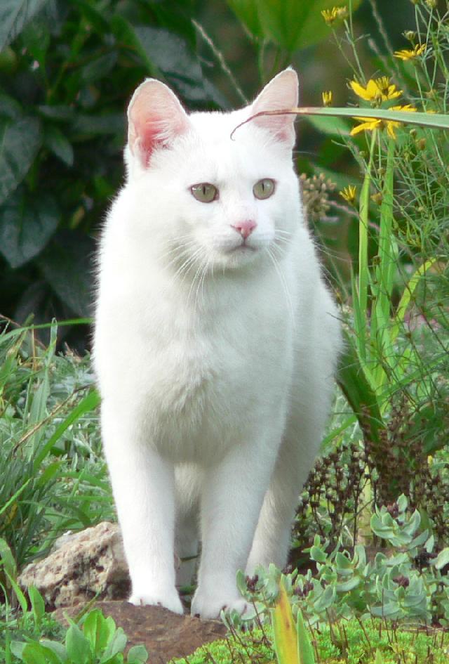 Foto: Britsk� kr�tkosrst� ko�ka-Chloupek. Majitelka: Lucie
