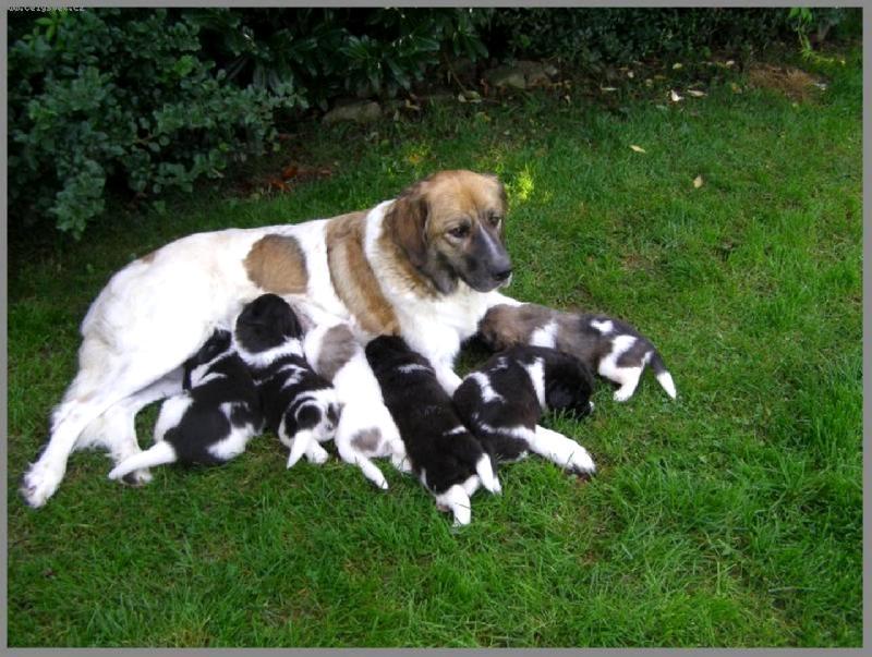 �esk� horsk� pes (N�rodn� plemeno �HP)