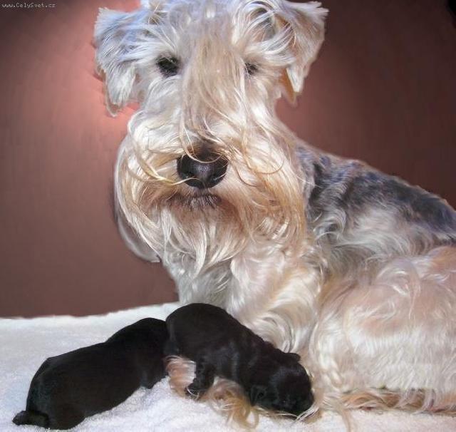 Fotky: �esk� teri�r (foto, obrazky)