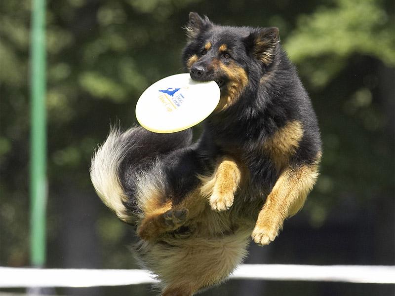 Fotky: Chodsk� pes (foto, obrazky)